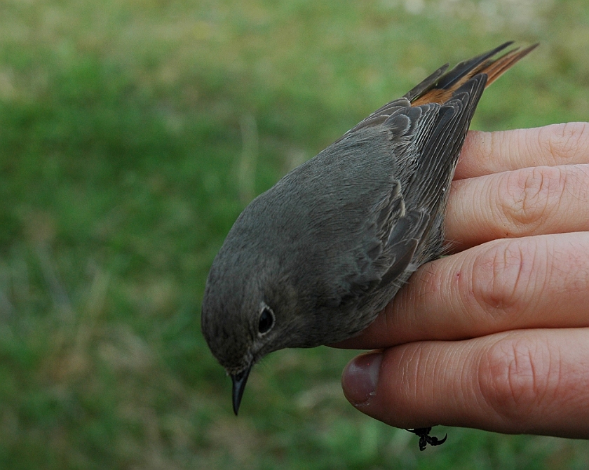 Black Redstart, Sundre 20100515